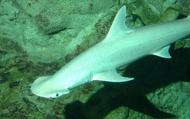 Ανακαλύφθηκε ο πρώτος «χορτοφάγος» καρχαρίας - Φωτογραφία 1