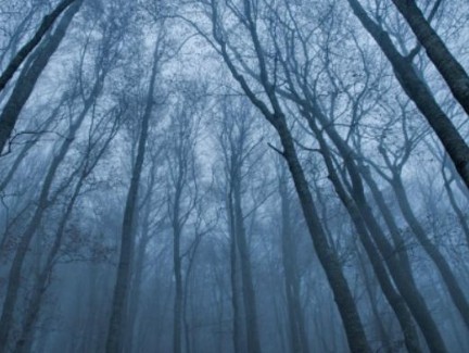 Το «καταραμένο» δάσος της Τρανσυλβανίας - Φωτογραφία 1