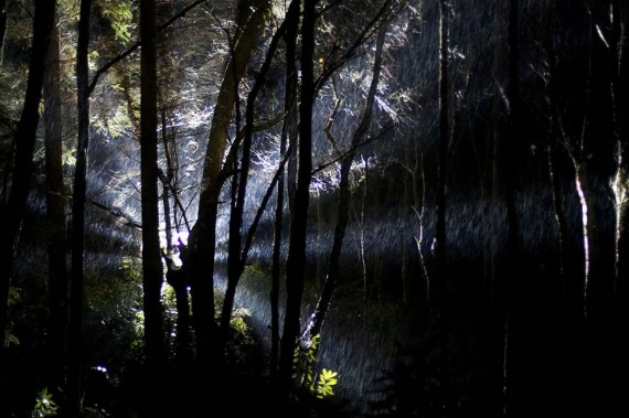 Το «καταραμένο» δάσος της Τρανσυλβανίας - Φωτογραφία 5