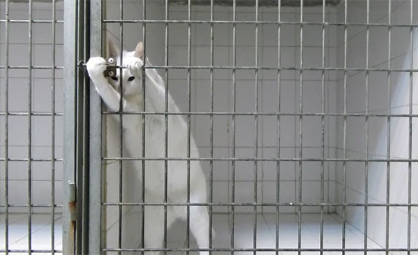 Η πονηρή γάτα που άφησε άφωνο όλο το internet με την απόδρασή της [video] - Φωτογραφία 1