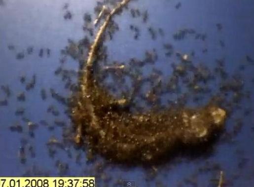 Πώς εκατοντάδες κόκκινα μυρμήγκια… ξεκοκαλίζουν μία σαύρα [Video] - Φωτογραφία 1