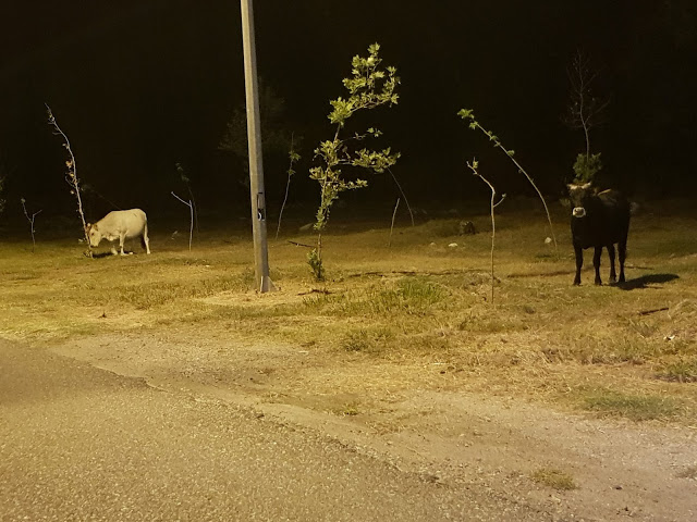 ΜΥΤΙΚΑΣ: Φύτεψαν δέντρα και τα έφαγαν τα Βόδια... | ΦΩΤΟ - Φωτογραφία 2