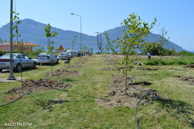 ΜΥΤΙΚΑΣ: Φύτεψαν δέντρα και τα έφαγαν τα Βόδια... | ΦΩΤΟ - Φωτογραφία 3