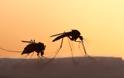 Και στην Ελλάδα καινοτόμο πρόγραμμα καταπολέμησης των κουνουπιών