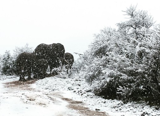 Καμηλοπαρδάλεις, ελέφαντες και αντιλόπες απολαμβάνουν τα χιόνια στη Νότια Αφρική - Φωτογραφία 3