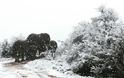 Καμηλοπαρδάλεις, ελέφαντες και αντιλόπες απολαμβάνουν τα χιόνια στη Νότια Αφρική - Φωτογραφία 3