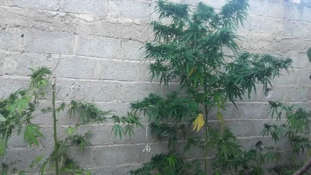 Ιστιαία: Νέα σύλληψη για καλλιέργεια δενδρυλλίων χασίς (ΦΩΤΟ) - Φωτογραφία 3