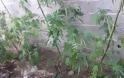 Ιστιαία: Νέα σύλληψη για καλλιέργεια δενδρυλλίων χασίς (ΦΩΤΟ) - Φωτογραφία 4