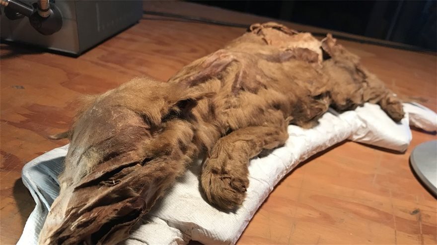 Μουμιοποιημένος λύκος και καριμπού 50.000 χρόνων στον Καναδά - Φωτογραφία 3