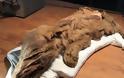 Μουμιοποιημένος λύκος και καριμπού 50.000 χρόνων στον Καναδά - Φωτογραφία 1