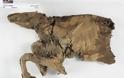 Μουμιοποιημένος λύκος και καριμπού 50.000 χρόνων στον Καναδά - Φωτογραφία 2