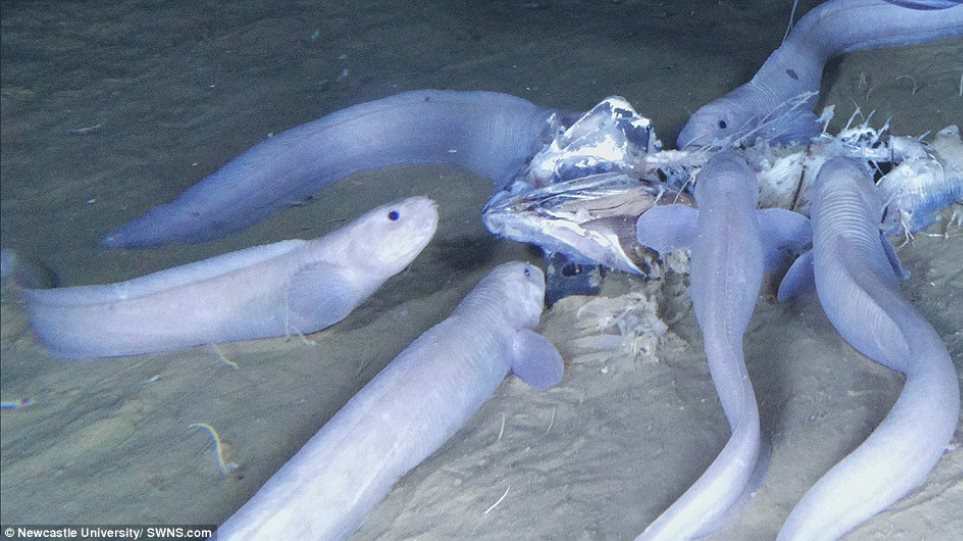 Ειρηνικός Ωκεανός: Τρία νέα ανατριχιαστικά θαλάσσια είδη ανακαλύφθηκαν - Φωτογραφία 1