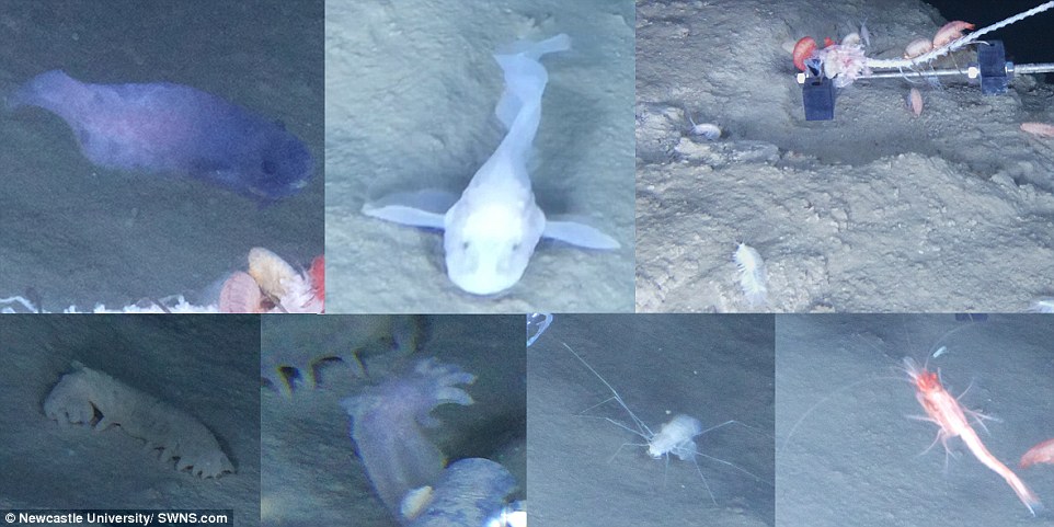 Ειρηνικός Ωκεανός: Τρία νέα ανατριχιαστικά θαλάσσια είδη ανακαλύφθηκαν - Φωτογραφία 4