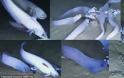 Ειρηνικός Ωκεανός: Τρία νέα ανατριχιαστικά θαλάσσια είδη ανακαλύφθηκαν - Φωτογραφία 2