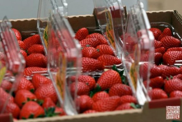 Τοποθέτησαν βελόνες μέσα σε φράουλες που πωλούνται σε σούπερ μάρκετ – 100.000 δολάρια η αμοιβή για τη σύλληψη τους - Φωτογραφία 1