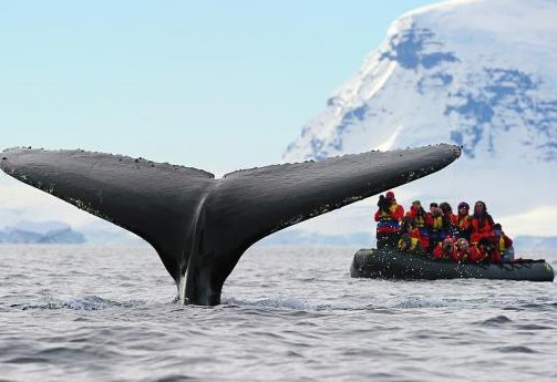 Απίστευτη σκηνή: Φάλαινα χτυπά με την ουρά της φουσκωτό [Video] - Φωτογραφία 1