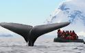 Απίστευτη σκηνή: Φάλαινα χτυπά με την ουρά της φουσκωτό [Video]