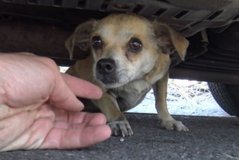 Αυτό το σκυλάκι είχε χαθεί στην πόλη για μέρες – Δείτε στο 4:30 την στιγμή της επανασύνδεσης με τον ιδιοκτήτη του [video] - Φωτογραφία 1