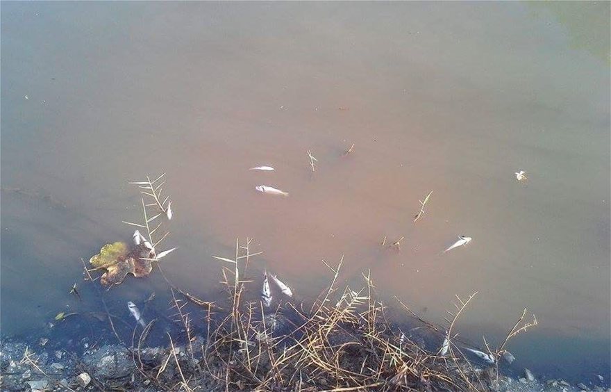 Απίστευτες φωτογραφίες: «Νέκρωσε» το ποτάμι της Λοξίδας στην Κέρκυρα - Φωτογραφία 4