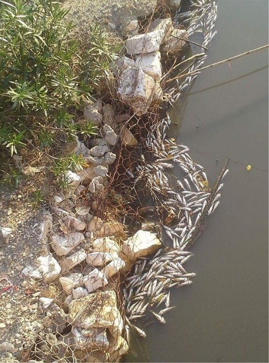 Απίστευτες φωτογραφίες: «Νέκρωσε» το ποτάμι της Λοξίδας στην Κέρκυρα - Φωτογραφία 6