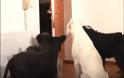 Αυτά τα σκυλιά περιμένουν να κλείσει η πόρτα - Αυτό που κάνουν, όταν μένουν μόνα τους, σοκάρει τους ιδιοκτήτες τους [video]
