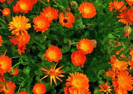 Καλεντούλα – Πώς να χρησιμοποιήσετε και να μεγαλώσετε στον κήπο σας αυτό το θεραπευτικό φυτό! - Φωτογραφία 1