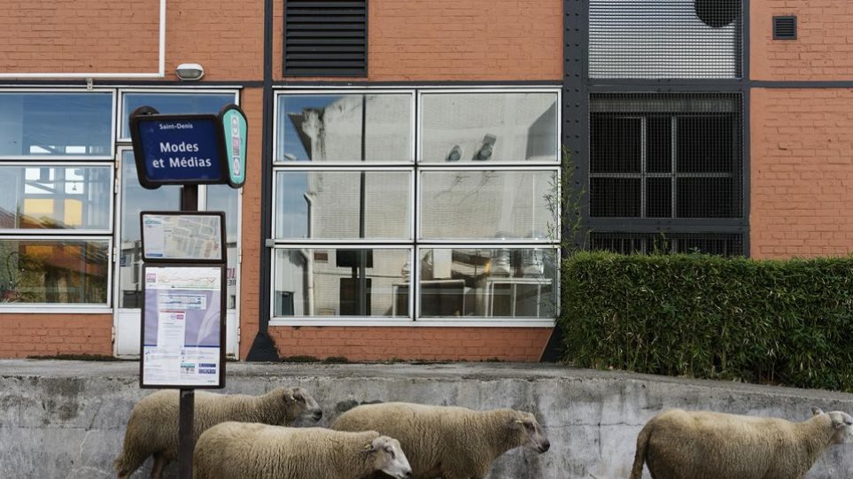 Τι δουλειά έχουν τα πρόβατα στο Παρίσι; - Φωτογραφία 1