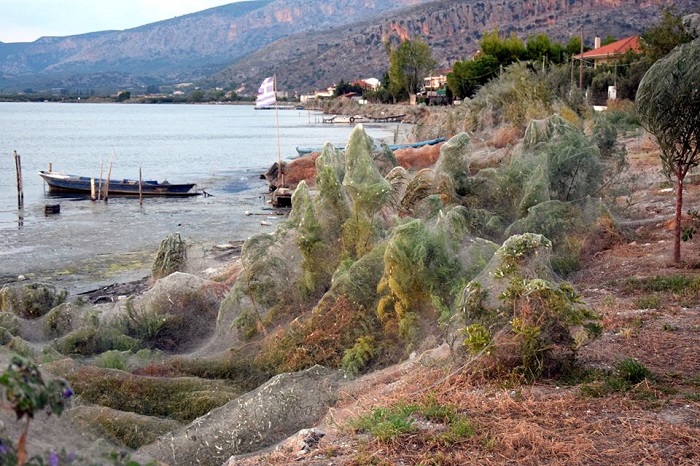 Πρωτόγνωρο θέαμα: Πέπλο αράχνης 300 μέτρων στο Αιτωλικό! (φωτό) - Φωτογραφία 10