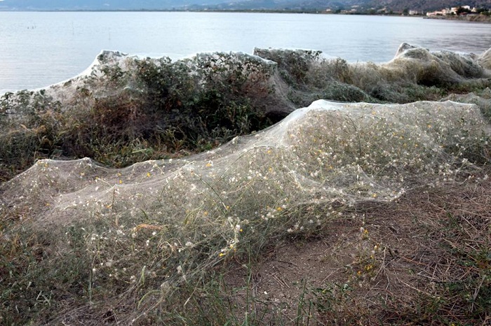 Πρωτόγνωρο θέαμα: Πέπλο αράχνης 300 μέτρων στο Αιτωλικό! (φωτό) - Φωτογραφία 13