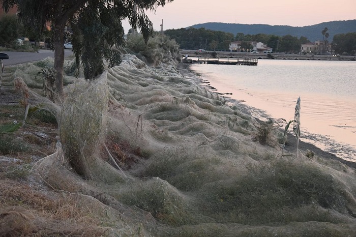 Πρωτόγνωρο θέαμα: Πέπλο αράχνης 300 μέτρων στο Αιτωλικό! (φωτό) - Φωτογραφία 6