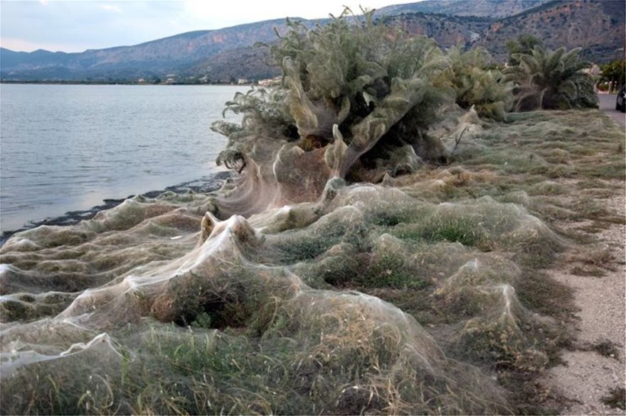 Τεράστιο «πέπλο» από ιστούς αράχνης «κατάπιε» 300 μέτρα βλάστησης στο Αιτωλικό - Φωτογραφία 3