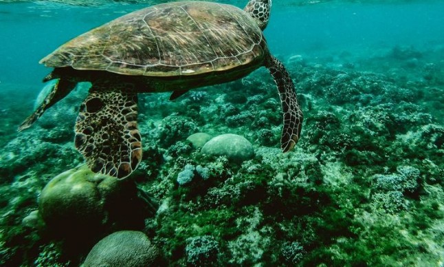 Πάνω από τις μισές χελώνες στους ωκεανούς έχουν φάει πλαστικό - Φωτογραφία 1
