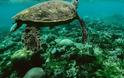 Πάνω από τις μισές χελώνες στους ωκεανούς έχουν φάει πλαστικό