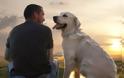 Σκύλος & άνθρωπος: Μια σχέση πραγματικής αγάπης &  αφoσίωσης