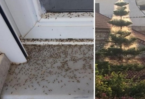 Εικόνες ταινίας θρίλερ στο Αιτωλικό - Αράχνες και κουνούπια κύκλωσαν τα σπίτια [photos+video] - Φωτογραφία 1
