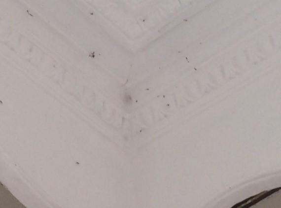 Εικόνες ταινίας θρίλερ στο Αιτωλικό - Αράχνες και κουνούπια κύκλωσαν τα σπίτια [photos+video] - Φωτογραφία 2