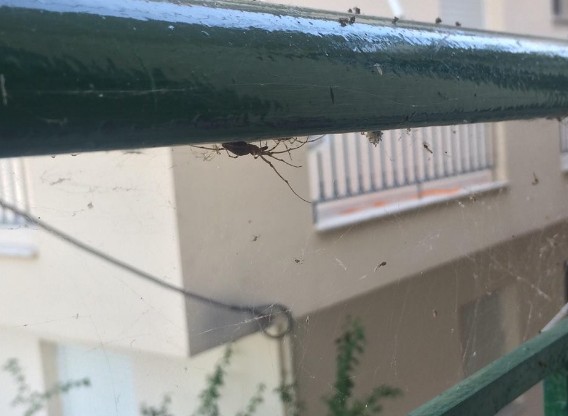 Εικόνες ταινίας θρίλερ στο Αιτωλικό - Αράχνες και κουνούπια κύκλωσαν τα σπίτια [photos+video] - Φωτογραφία 3