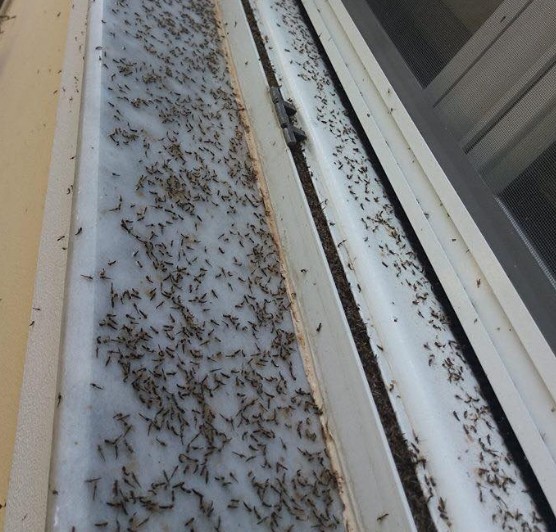 Εικόνες ταινίας θρίλερ στο Αιτωλικό - Αράχνες και κουνούπια κύκλωσαν τα σπίτια [photos+video] - Φωτογραφία 4