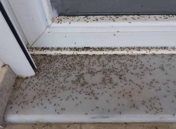 Εικόνες ταινίας θρίλερ στο Αιτωλικό - Αράχνες και κουνούπια κύκλωσαν τα σπίτια [photos+video] - Φωτογραφία 5
