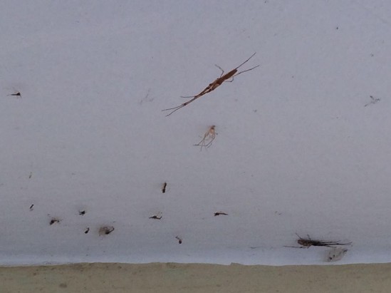 Εικόνες ταινίας θρίλερ στο Αιτωλικό - Αράχνες και κουνούπια κύκλωσαν τα σπίτια [photos+video] - Φωτογραφία 9