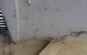 Εικόνες ταινίας θρίλερ στο Αιτωλικό - Αράχνες και κουνούπια κύκλωσαν τα σπίτια [photos+video] - Φωτογραφία 8