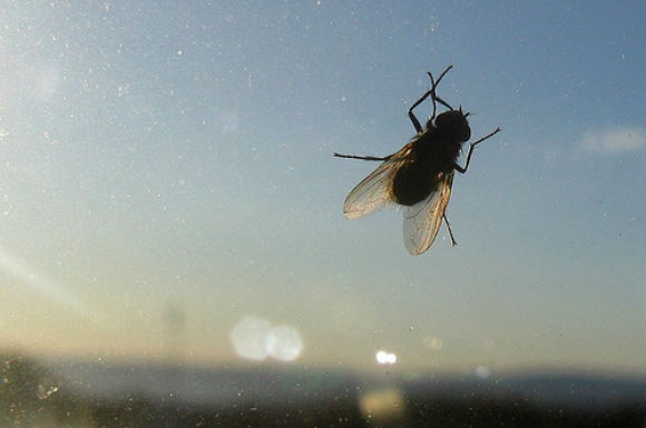 Πως θα απαλλαγείτε από κάθε είδους έντομα στο σπίτι - Φωτογραφία 1