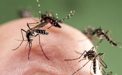 Ανησυχία προκαλεί στην Ευρώπη η αύξηση των ασθενειών που οφείλονται στα κουνούπια - Φωτογραφία 1