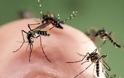 Ανησυχία προκαλεί στην Ευρώπη η αύξηση των ασθενειών που οφείλονται στα κουνούπια