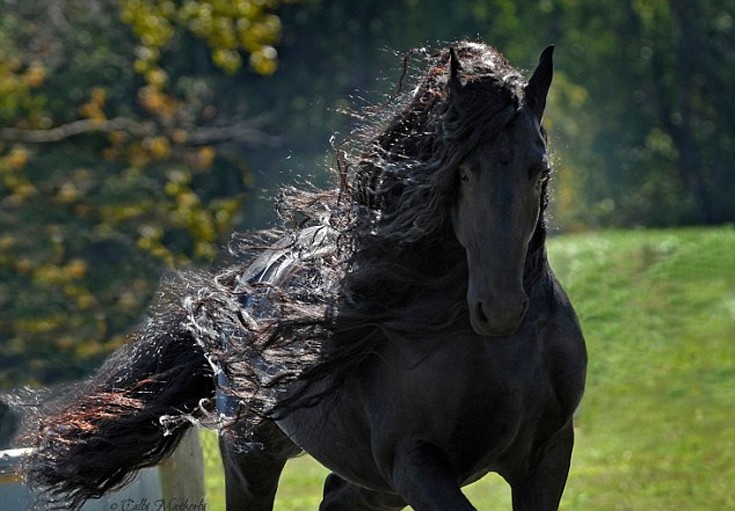 Θαυμάστε το: Είναι το πιο όμορφο άλογο αλλά όμως δεν θα υπάρχει για πολύ... [photo] - Φωτογραφία 1
