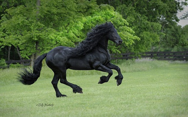 Θαυμάστε το: Είναι το πιο όμορφο άλογο αλλά όμως δεν θα υπάρχει για πολύ... [photo] - Φωτογραφία 2