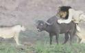 Απίστευτο βίντεο: 4 λιοντάρια ορμάνε σε ένα βουβάλι - Μη βιαστείτε να πείτε ποιος νίκησε... [video]