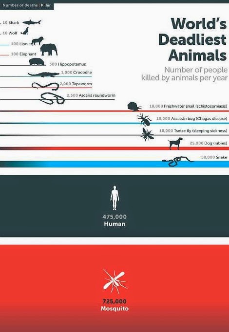 Ούτε καρχαρίες, ούτε φίδια, ούτε λιοντάρια! Θα πάθετε πλάκα μόλις μάθετε ποιο είναι το πιο επικίνδυνο ζώο - 725 χιλιάδες θανάτους το χρόνο - Φωτογραφία 2
