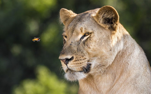 Πεταλούδα πετάει μπροστά από μια λέαινα. Αυτό που έκανε μετά... θέλει θάρρος! [photos] - Φωτογραφία 2