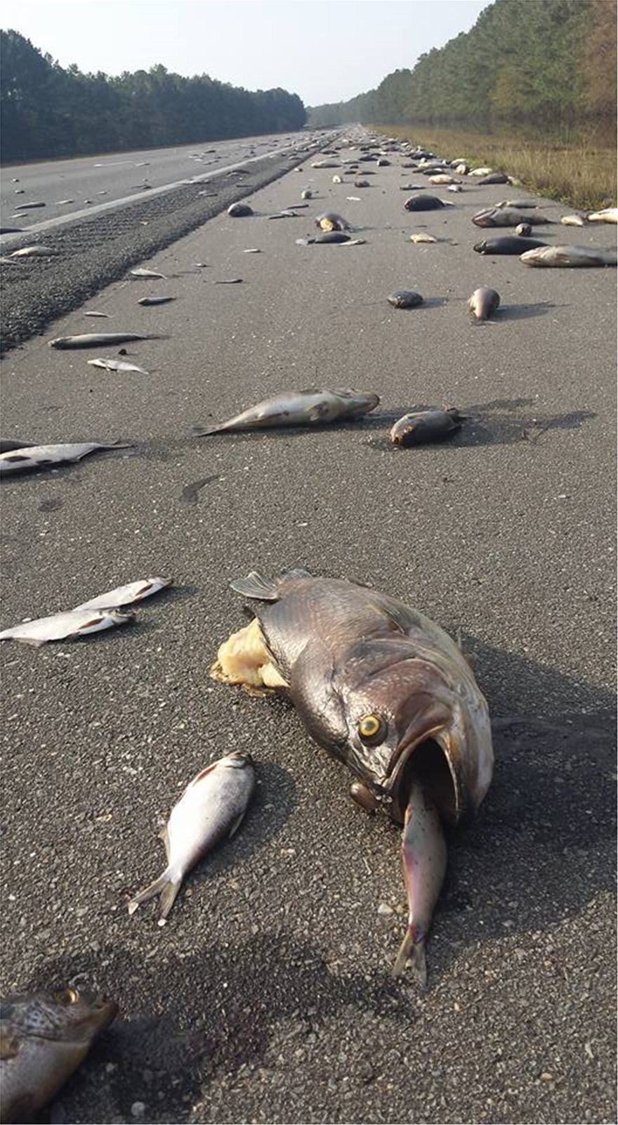 Τυφώνας Florence: Γέμισαν... ψάρια οι δρόμοι της Καρολίνας! - Φωτογραφία 4